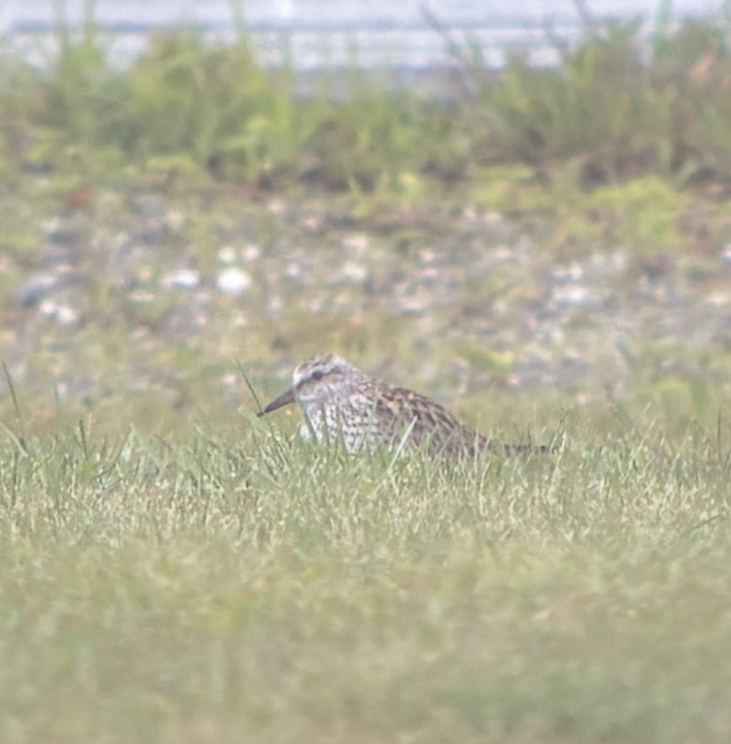 White-rumped Sandpiper - ML636871849