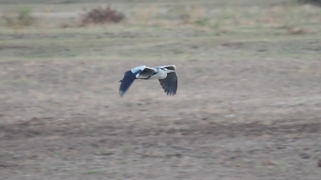 Хөх дэглий - ML636871903