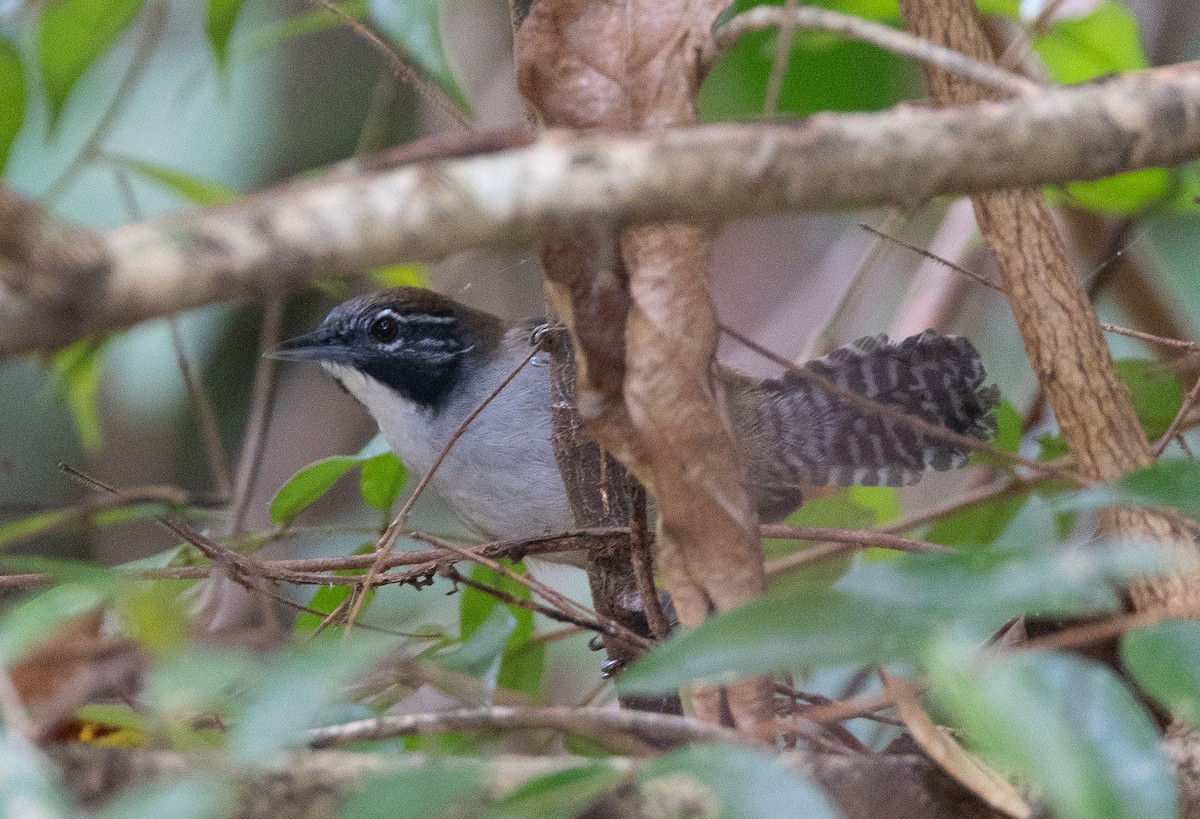 Coraya Wren - ML636871911