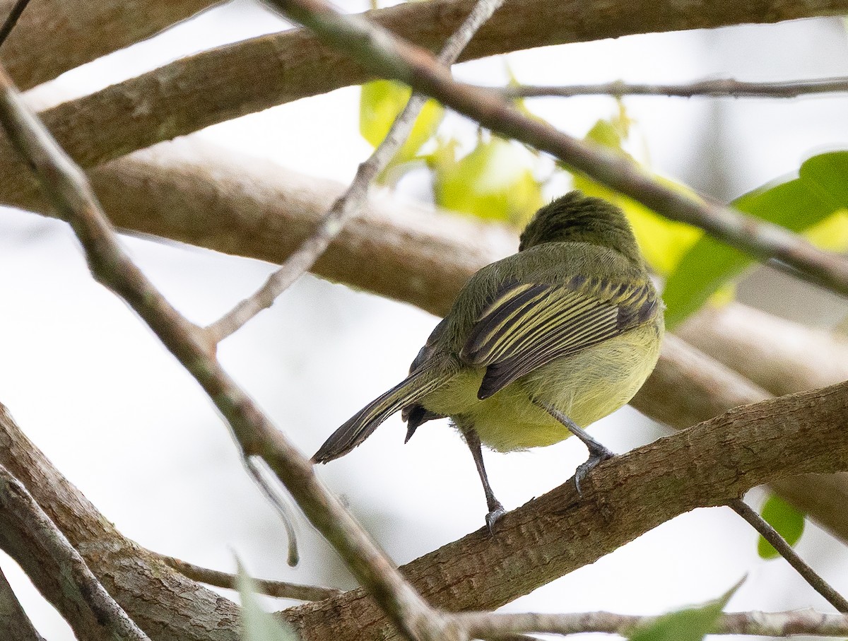 Olive-faced Flatbill - ML636871920