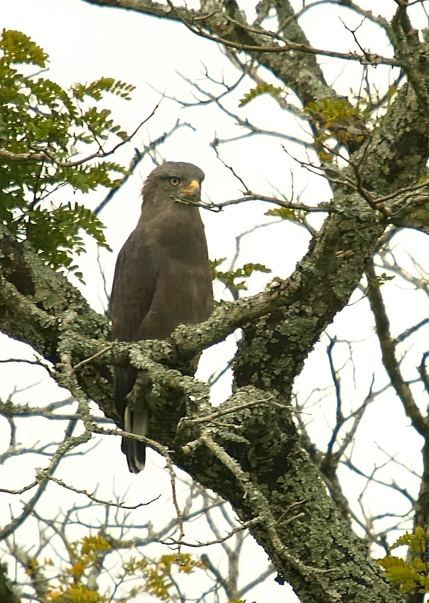 Western Banded Snake-Eagle - ML636871932