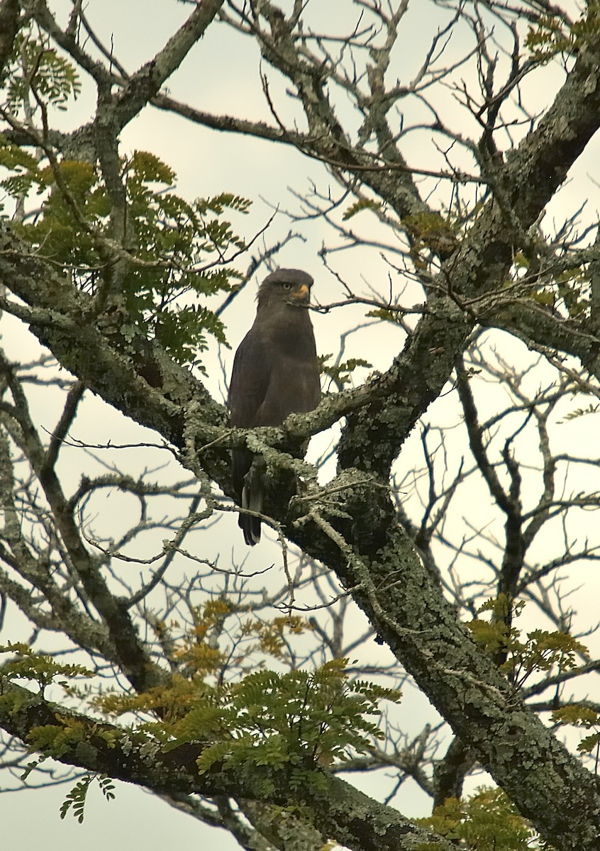 Western Banded Snake-Eagle - ML636871934