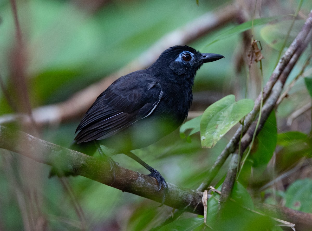 Sooty Antbird - ML636872004