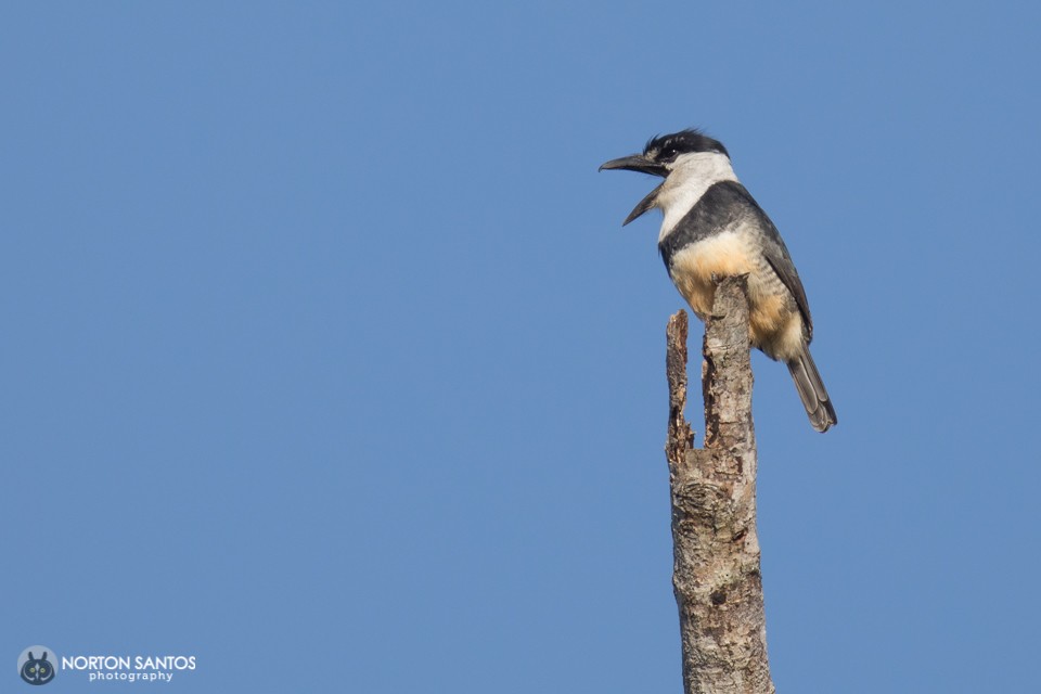 Buff-bellied Puffbird - Norton Santos