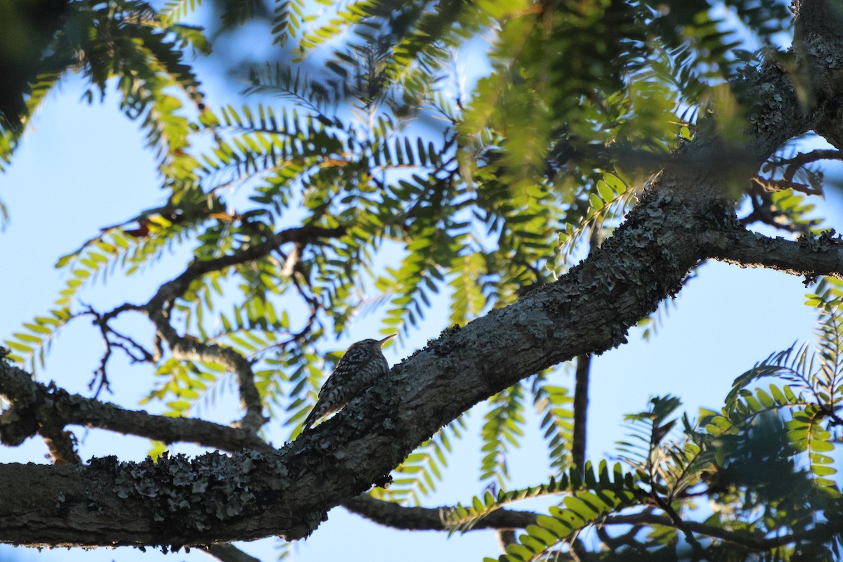 African Spotted Creeper - ML636872139