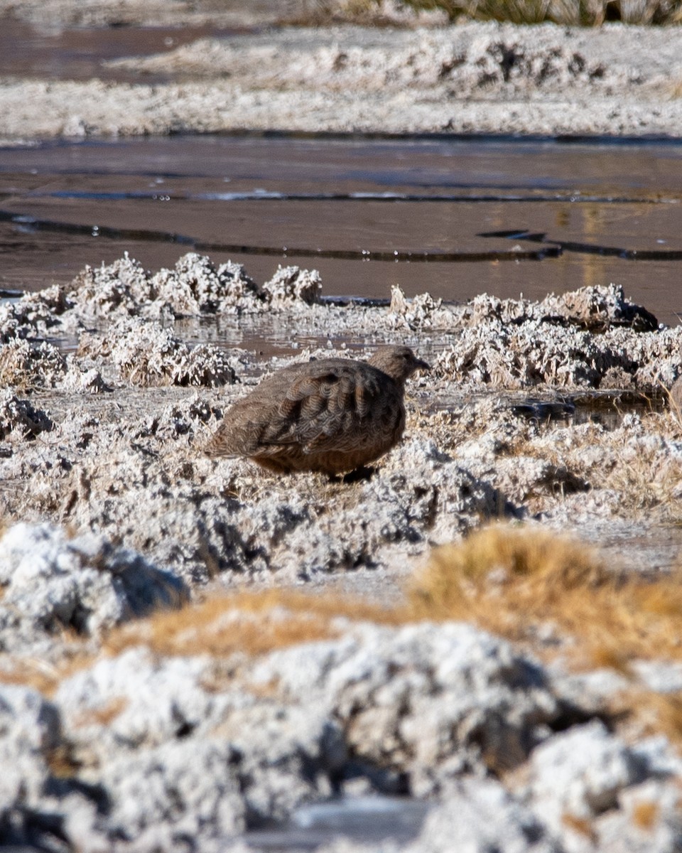 Rufous-bellied Seedsnipe - ML636872145