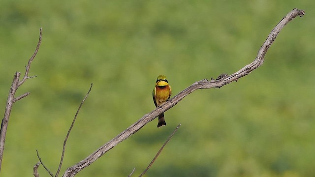Little Bee-eater - ML636872171