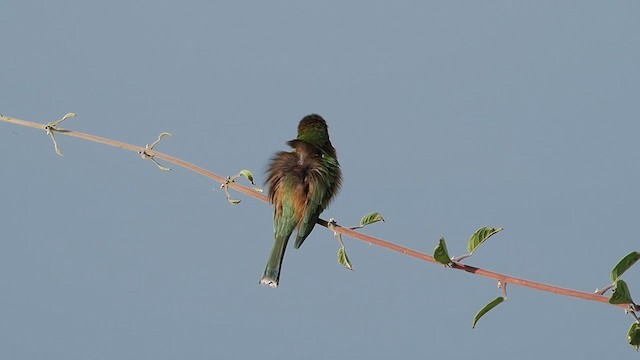 Little Bee-eater - ML636872177