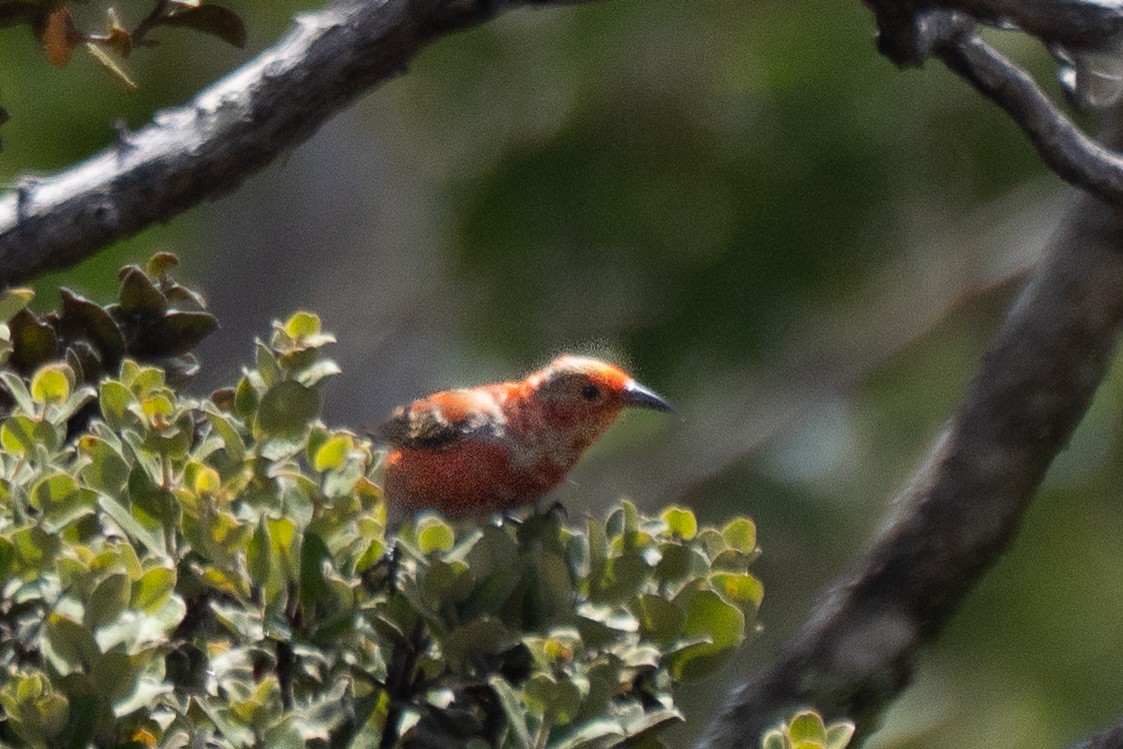 Apapane - ML636872182