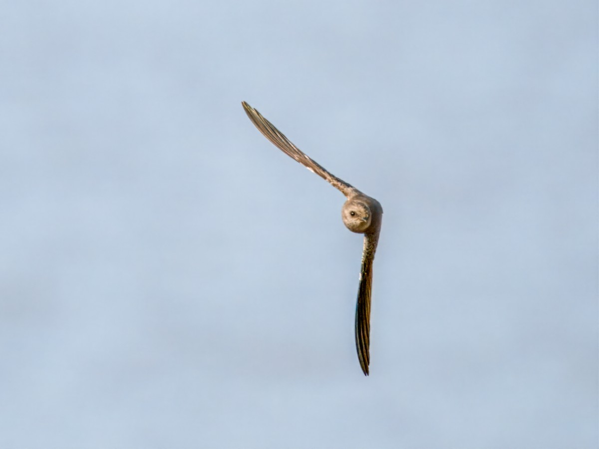 Plain Martin - ML636872190