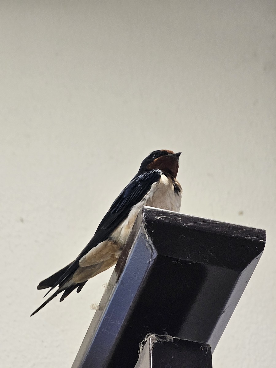 Barn Swallow - ML636872192