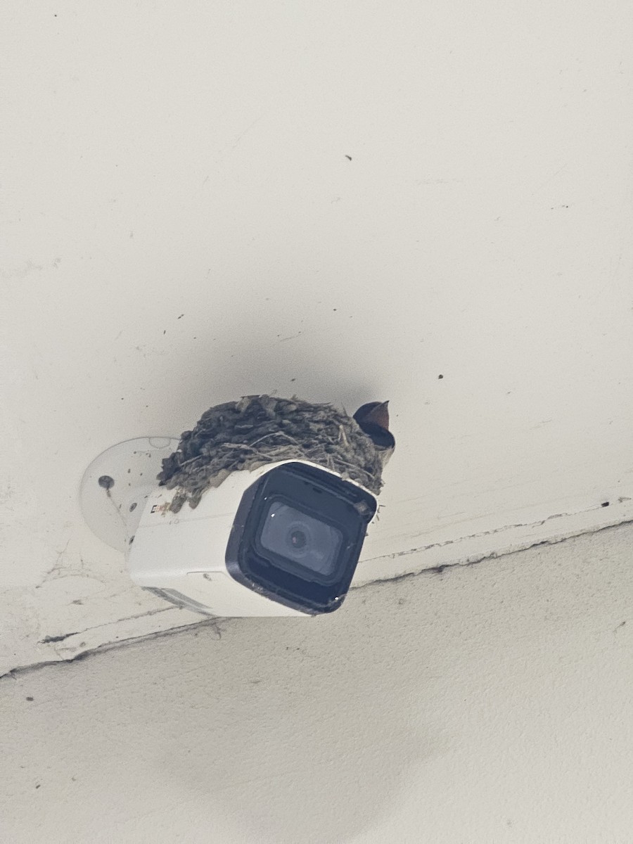 Barn Swallow - ML636872200