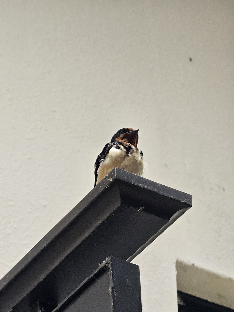 Barn Swallow - ML636872201
