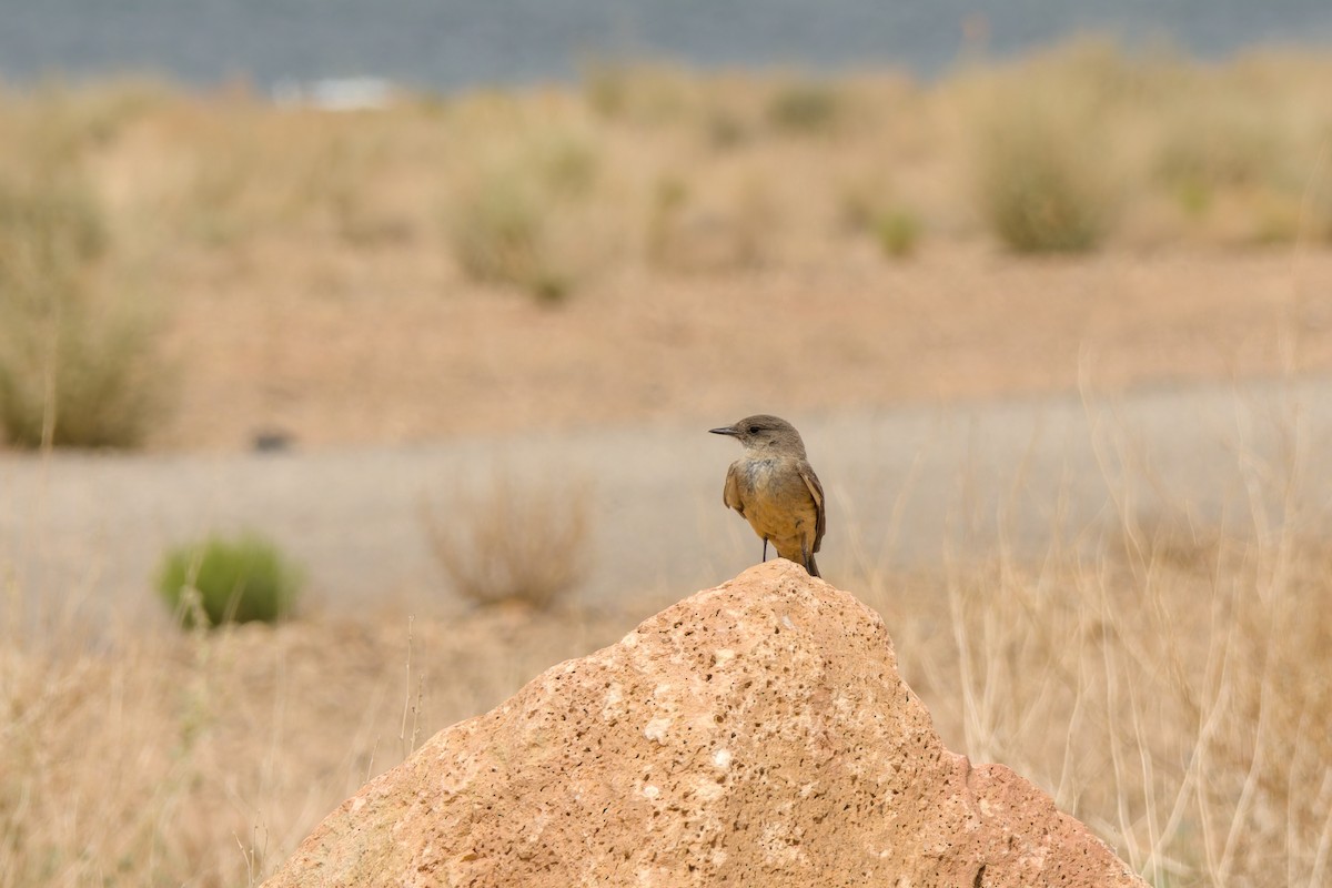 チャイロツキヒメハエトリ - ML636872204