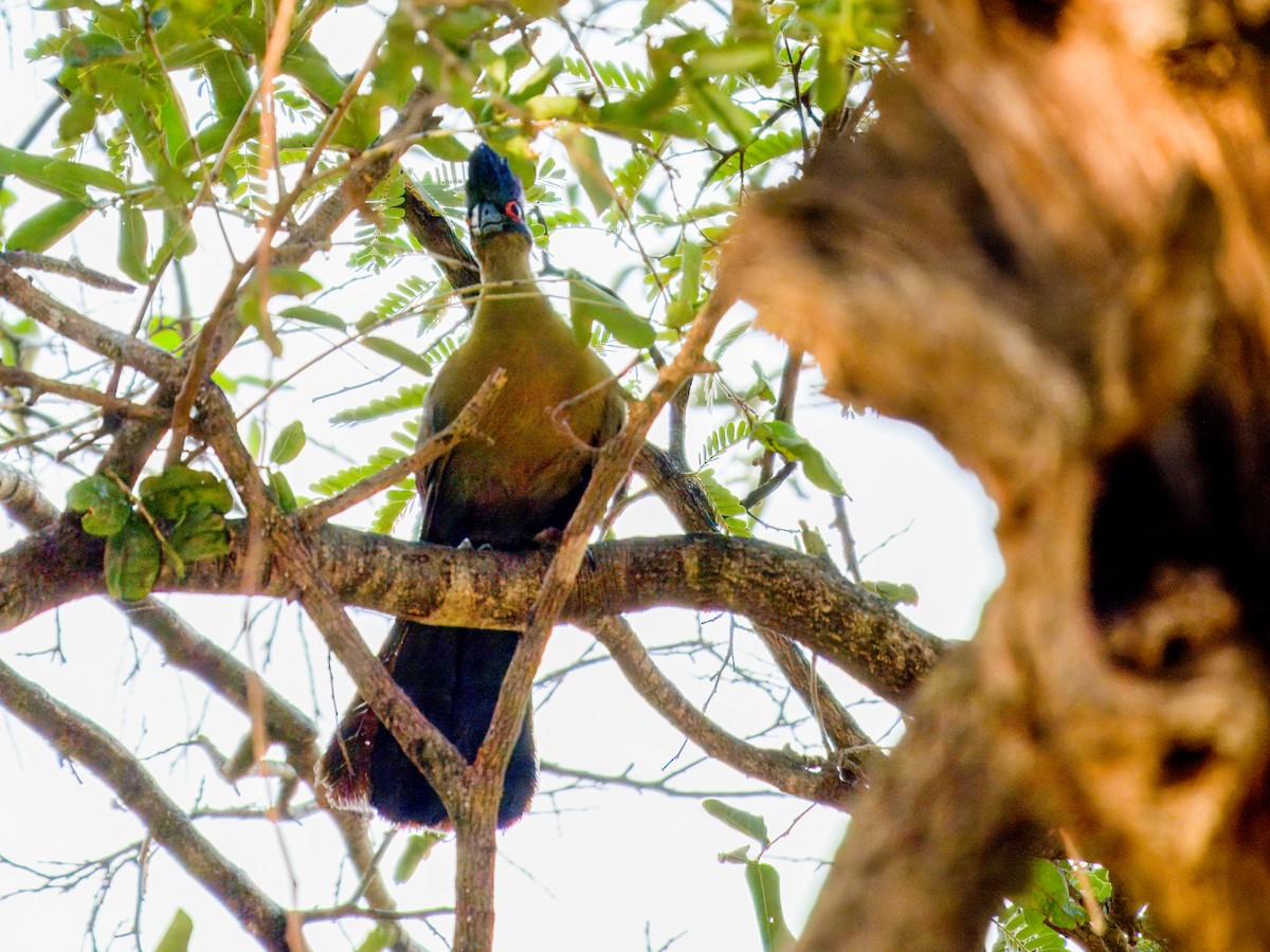 Purple-crested Turaco - ML636872205