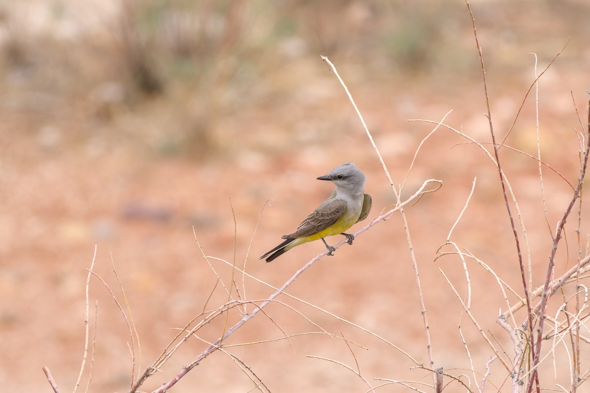 ニシタイランチョウ - ML636872210