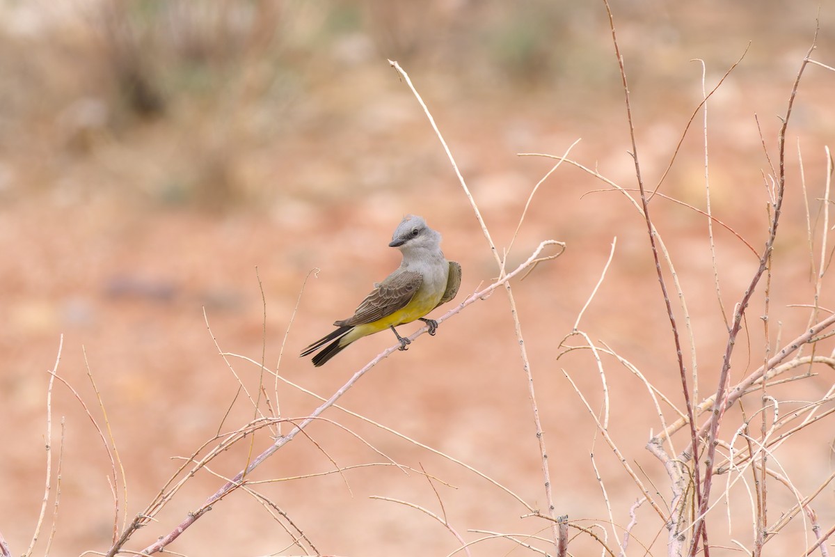 ニシタイランチョウ - ML636872211