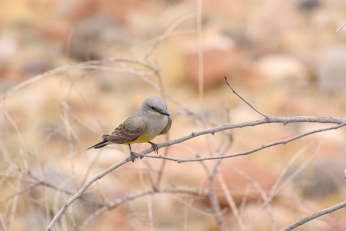 ニシタイランチョウ - ML636872212