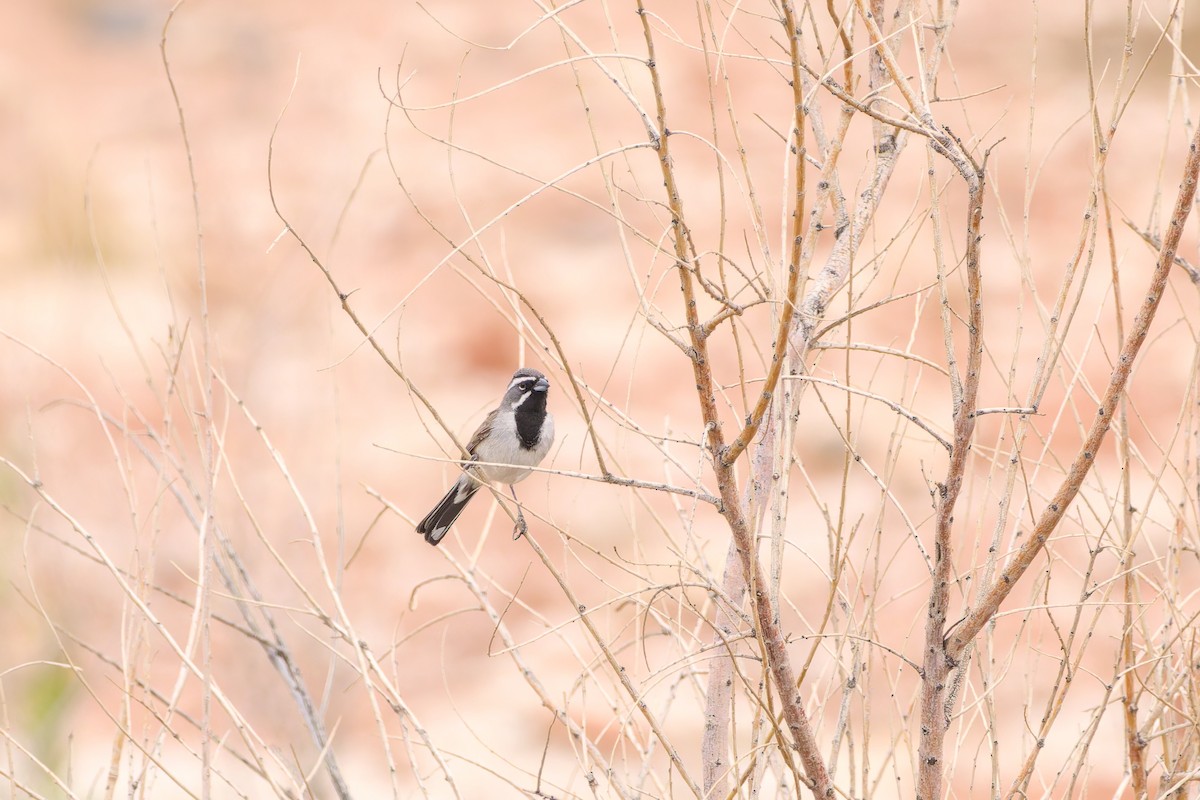 ノドグロヒメドリ - ML636872213