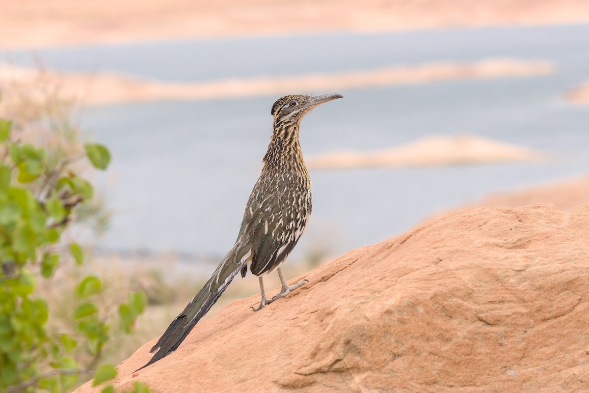 オオミチバシリ - ML636872215