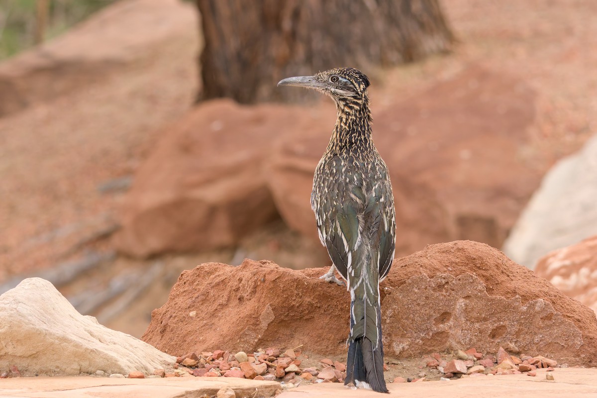 オオミチバシリ - ML636872218