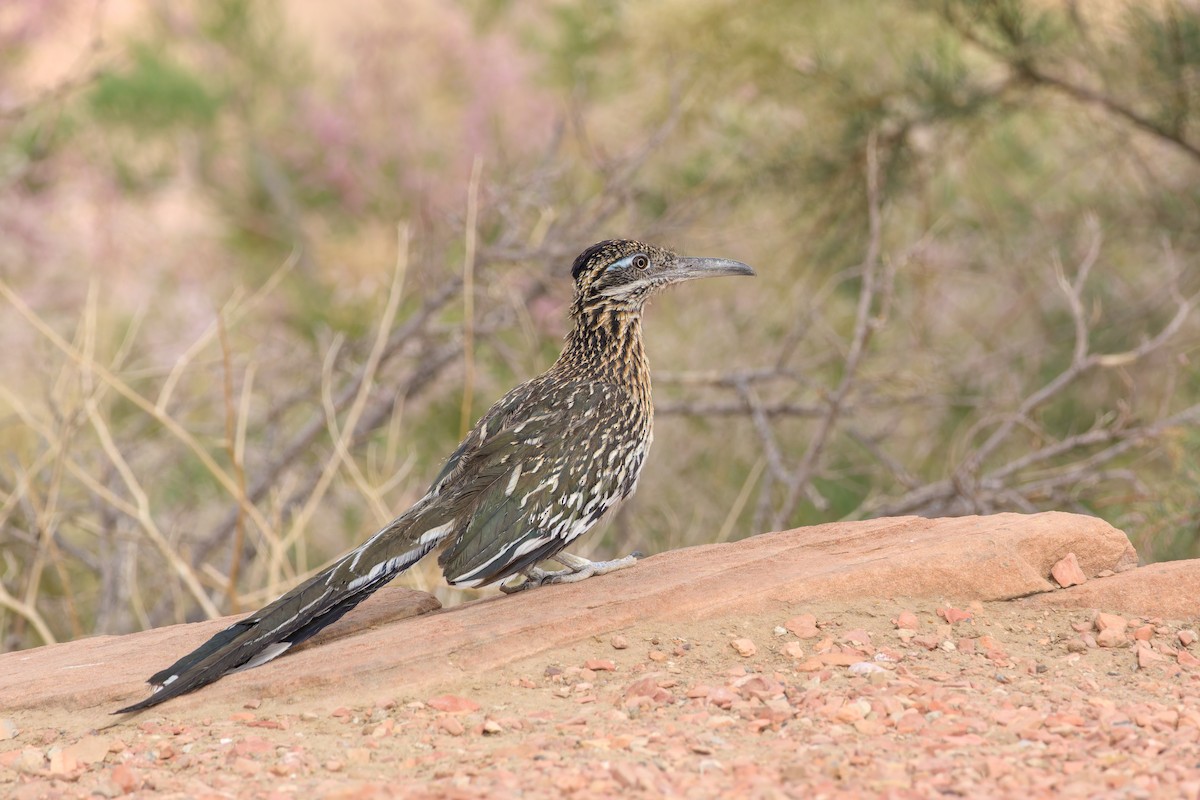 オオミチバシリ - ML636872219