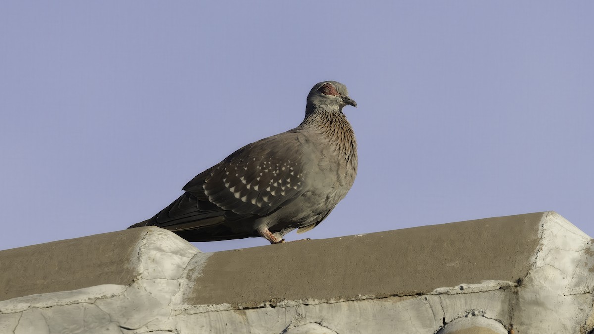 Speckled Pigeon - ML636872222