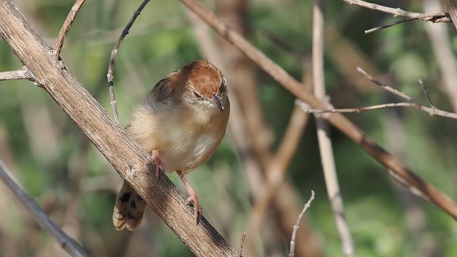 Rattling Cisticola - ML636872230