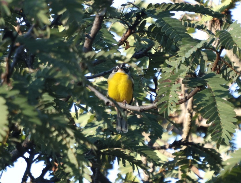 Cabanis's Bunting (Three-streaked) - ML636872260