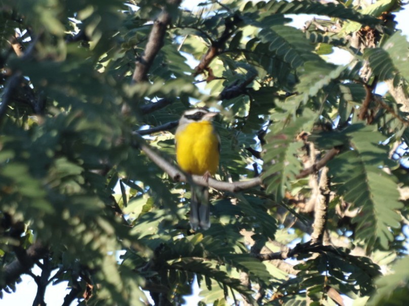 Cabanis's Bunting (Three-streaked) - ML636872261
