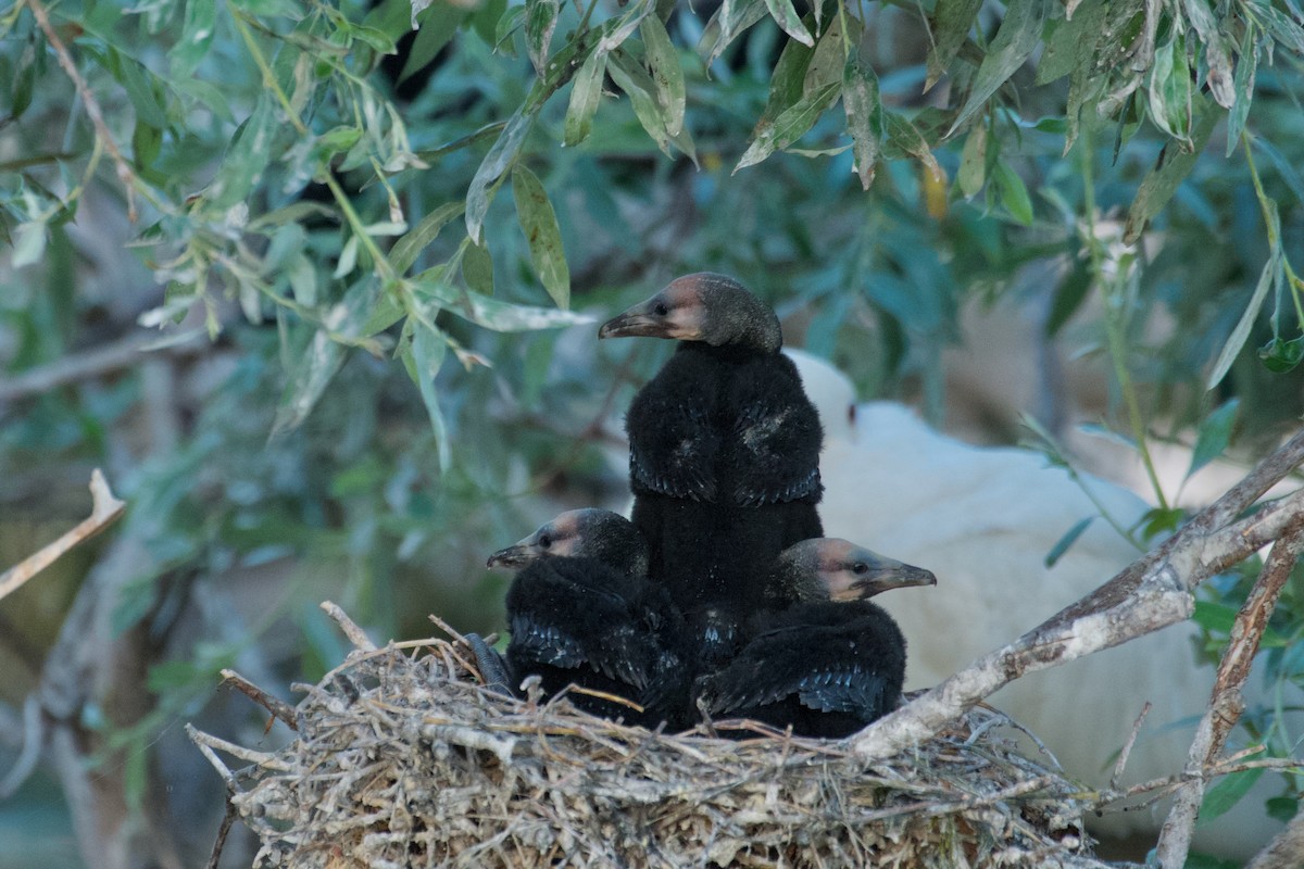 Pygmy Cormorant - ML636872272