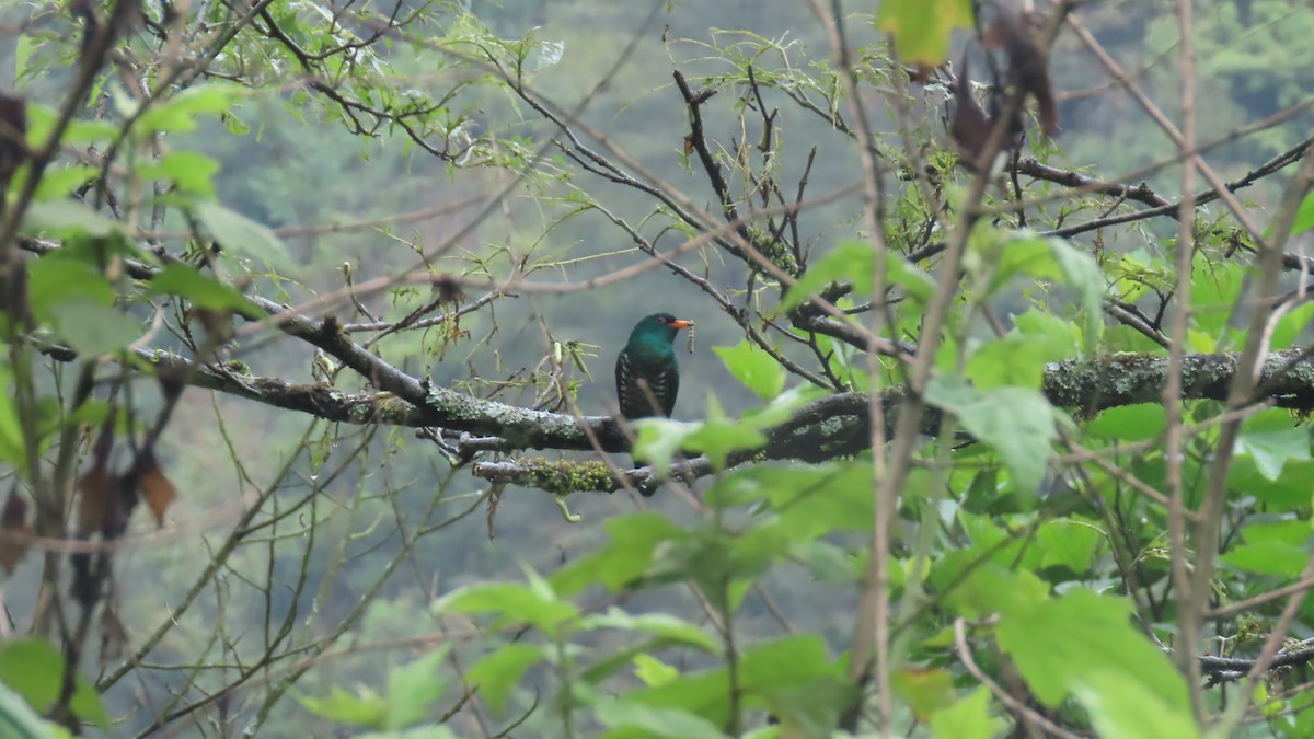 Asian Emerald Cuckoo - ML636872389