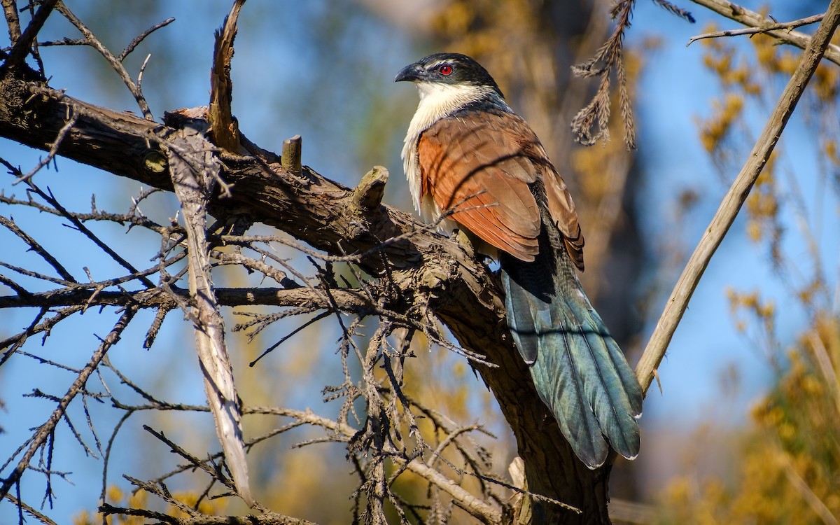Burchell's Coucal - ML636872494