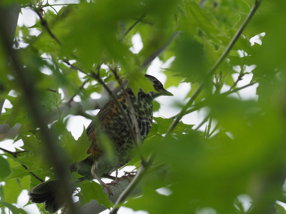 American Robin - ML636872523