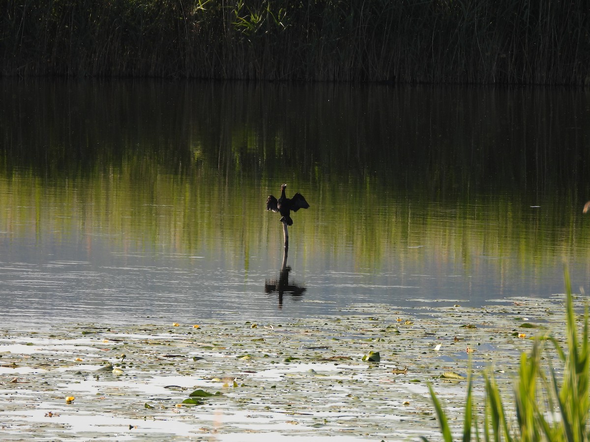 Pygmy Cormorant - ML636872556