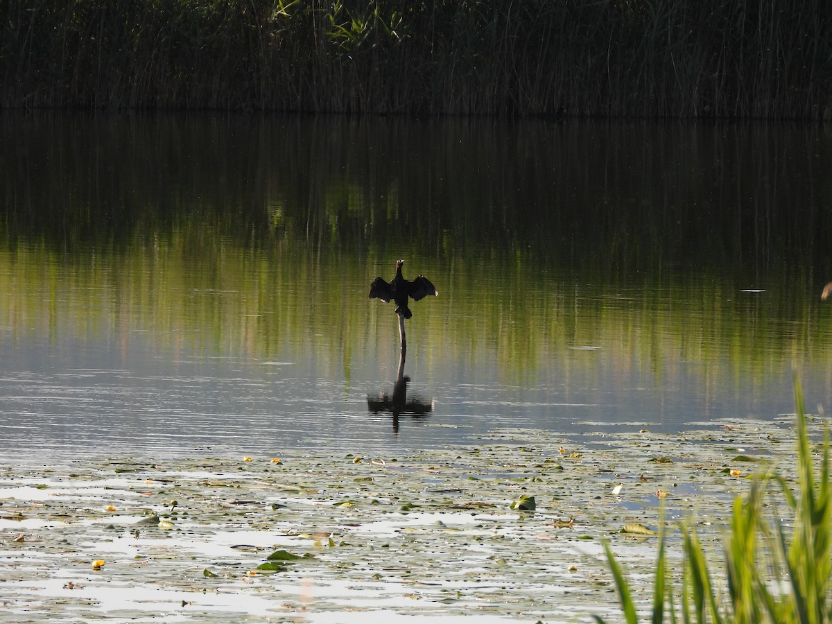 Pygmy Cormorant - ML636872557