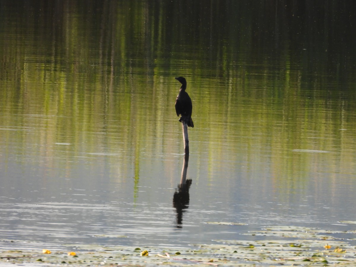 Pygmy Cormorant - ML636872563
