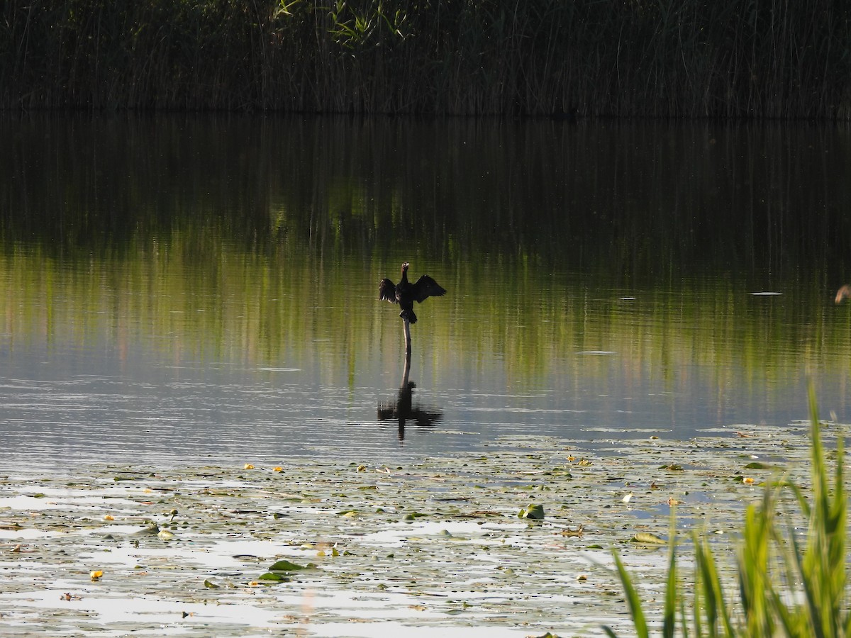 Pygmy Cormorant - ML636872565