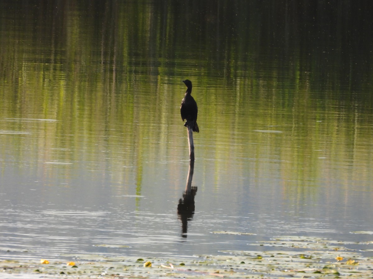 Pygmy Cormorant - ML636872566