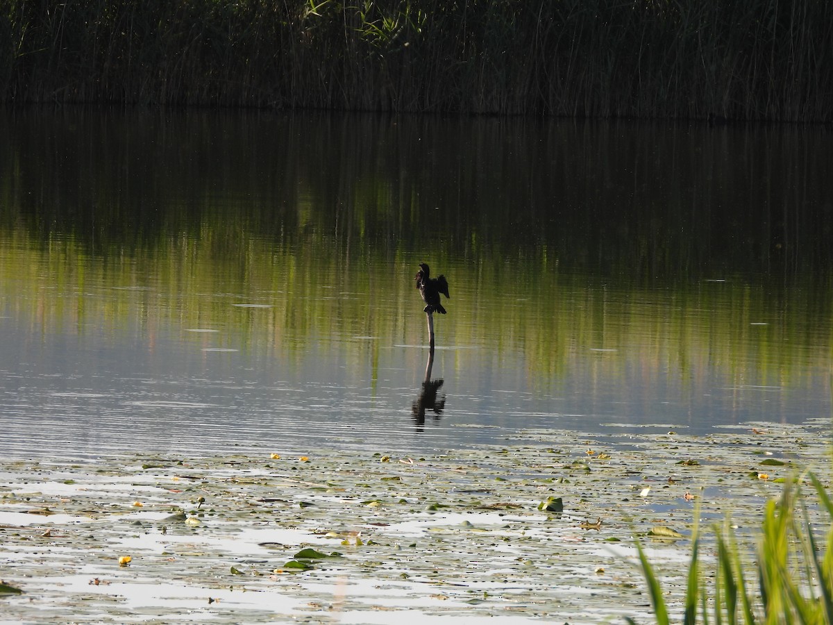 Pygmy Cormorant - ML636872567