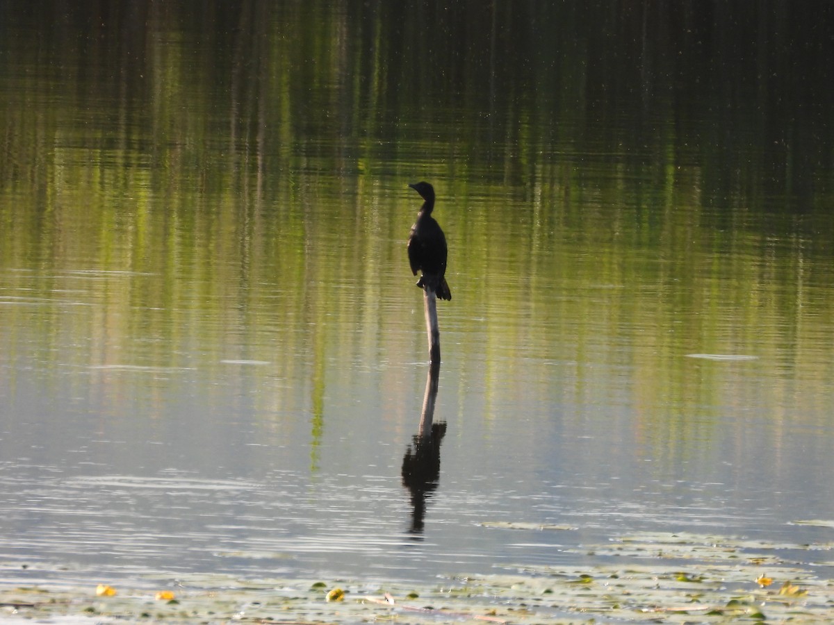 Pygmy Cormorant - ML636872569