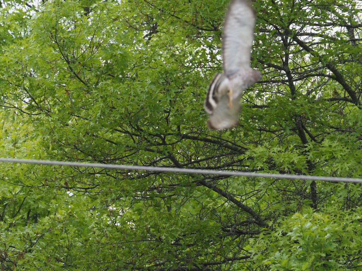 Broad-winged Hawk - ML636872587