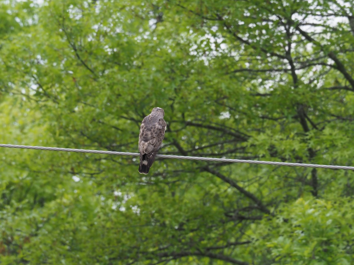 Broad-winged Hawk - ML636872589
