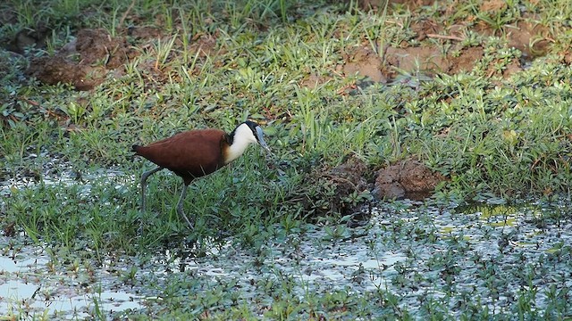 African Jacana - ML636872615