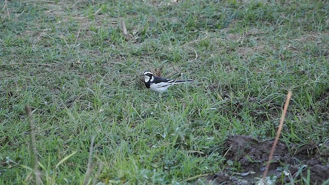African Pied Wagtail - ML636872617
