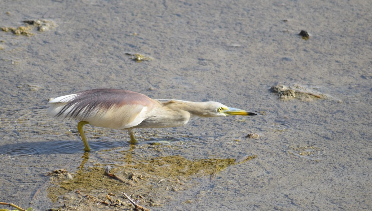 Indian Pond-Heron - ML636872646
