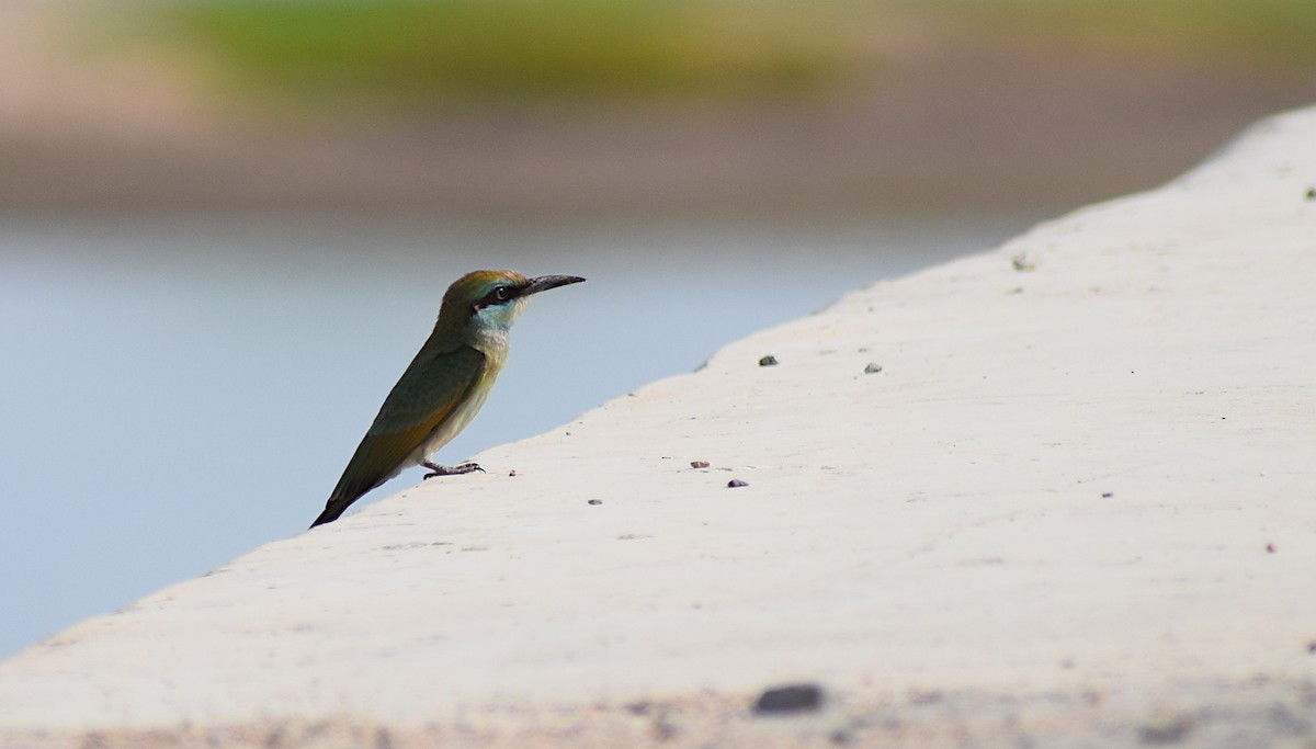 Arabian Green Bee-eater - ML636872648