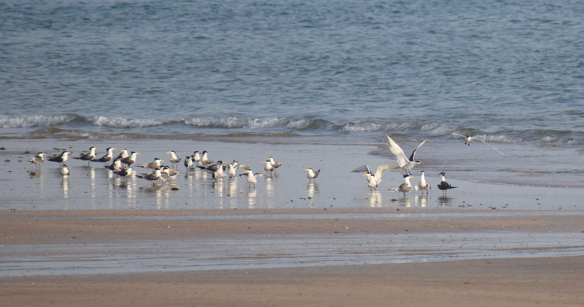 Great Crested Tern - ML636872660