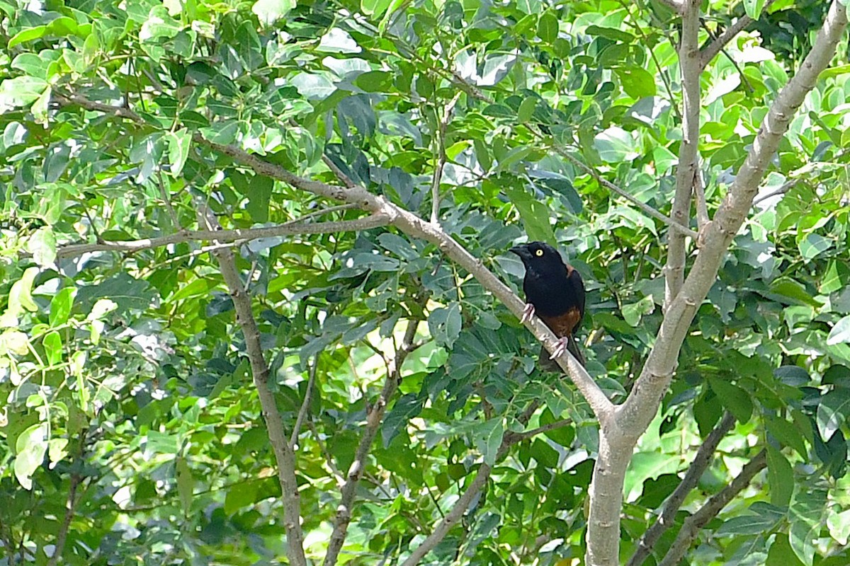 Chestnut-and-black Weaver - ML636872707