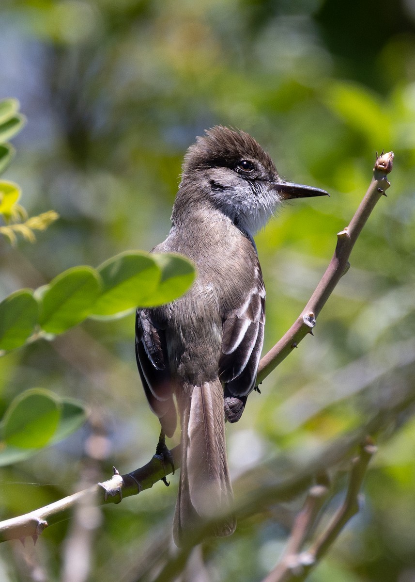 Stolid Flycatcher - ML636872739